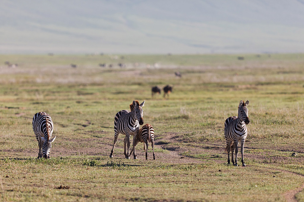 Ngorongoro - Tanzania - Ngorongoro Conservation Area