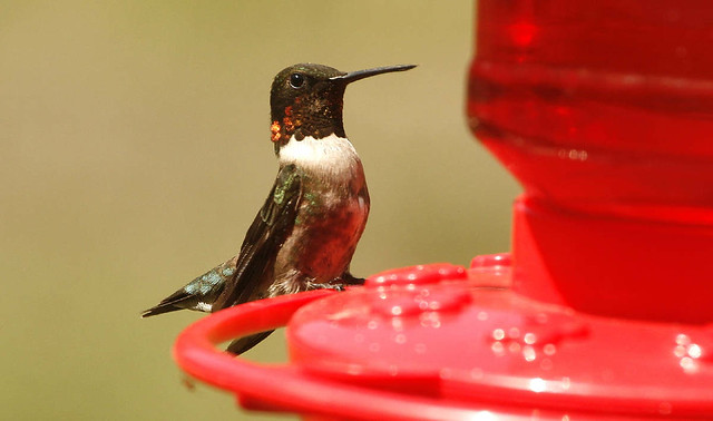 Male humming bird on feeder
