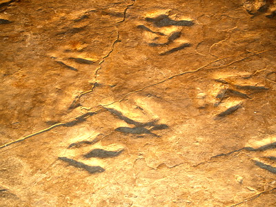 Dinosaur State Park, Rocky Hill, CT
