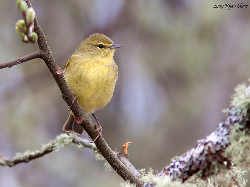 Orange-crowned Warbler (Vermivora celata) by shyalbatross232, Bottle Beach State Park.  Grays Harbor County.  Washington State.  
April 26, 3009.april wa washingt