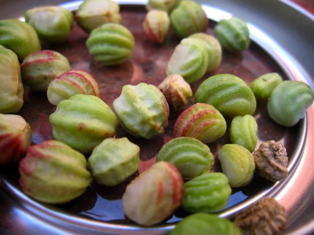 Nasturtium seeds I collected from the wild nasturtiums tha… Flickr