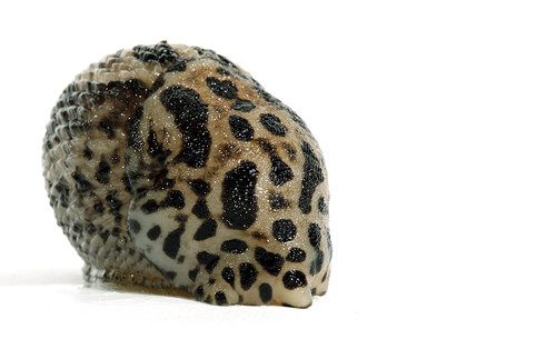 Curled Up Slug | Same guy here.... trying to hide from me.. | Frank ...