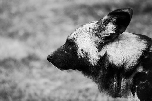 blackandwhite bw zoo dof houston africanwilddog houstonzoo lycaonpictus painteddog capehuntingdog