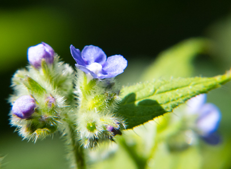 Alkanet flowering