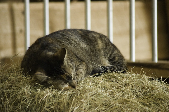 Sleeping Barn Cat 1