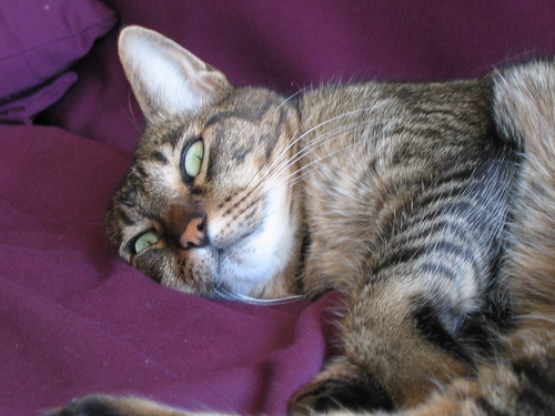 chat | by aspirante marmotte