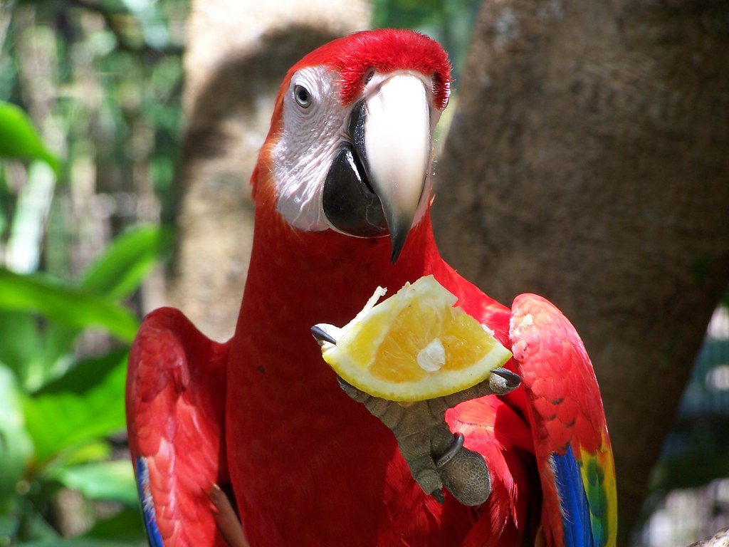 Попугай ест фрукты. Какаду и ара. Попугай ара. Попугай Какаду домашний. Попугай ара красный.