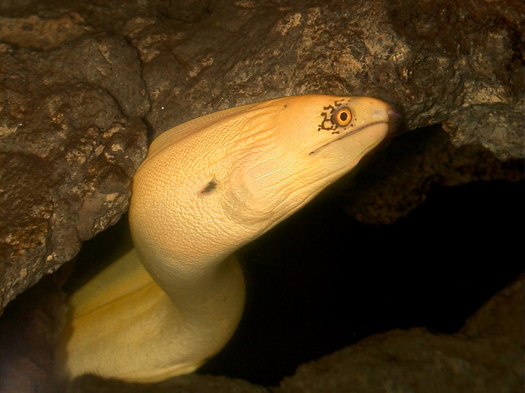 3,000+张最精彩的“鳗鱼”图片 · 100%免费下载 · Pexels素材图片