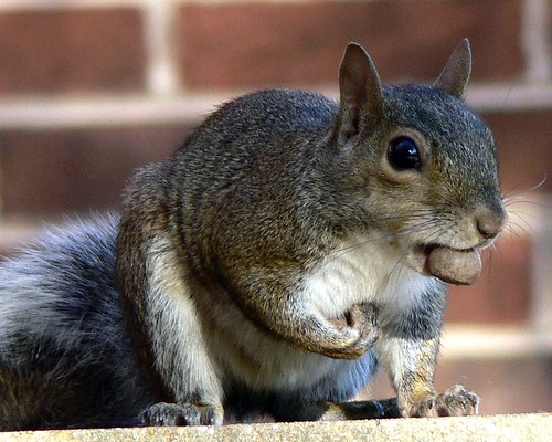 squirrel wallpaper anyone? | by uncle mike in knoxville