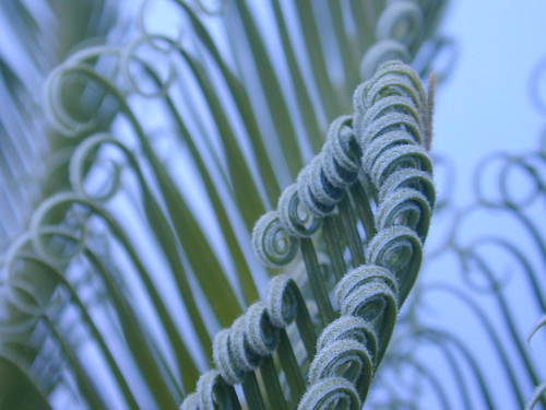 15fav argentina closeup garden cordoba cycas espiral revoluta mherrero