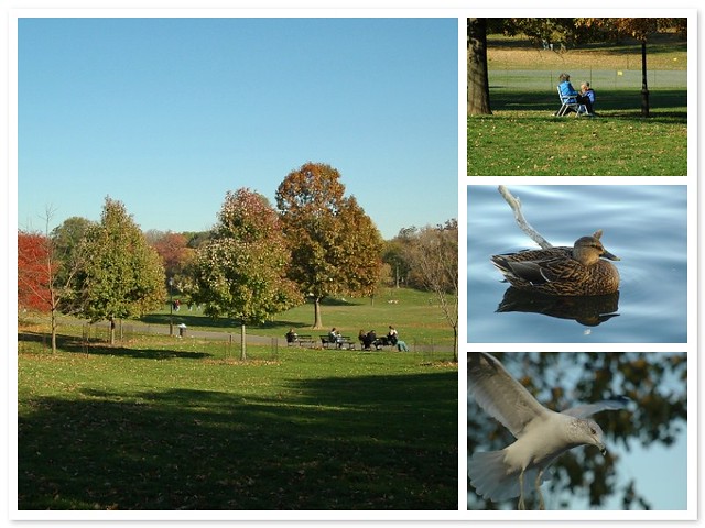 Series II of Prospect Park, from the Eye of the Lens (11-12-2005)