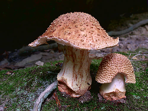 Mushrooms growing in Cascade Park, Elyria, Ohio