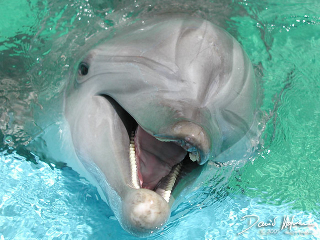 happy_dolphin