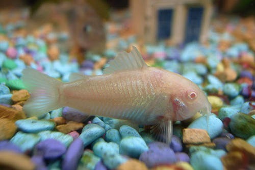 Corydoras aeneus Albino | Test of macro function of Ricoh GR… | Flickr
