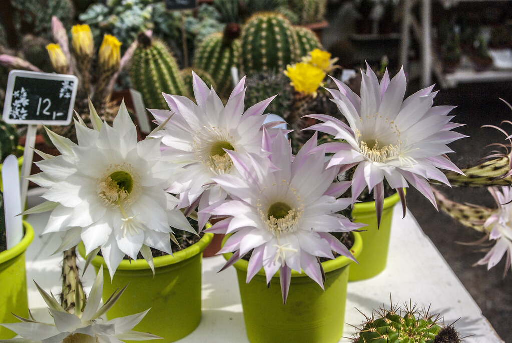 Cactus