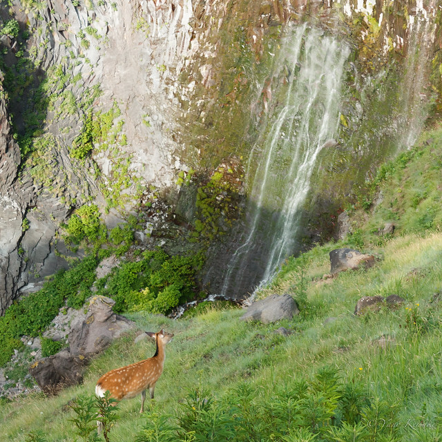 Deer looking at the waterfall / 滝を見つめる鹿