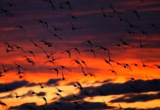 Sunrise Pigeons