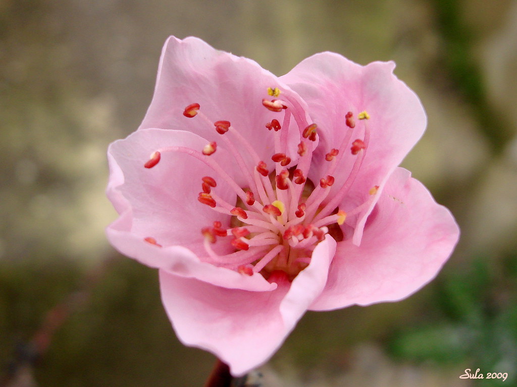 Peach flower - Explore #444# | Looking forward to the peach!… | Flickr