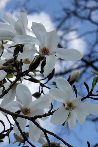 magnolia kobushi by ​favourite waste of time​