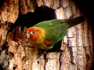 Rusty-faced Parrot Hapalopsittaca amazonina velezi, Reserva Loros Andinos, Tolima | by ProAves Colombia