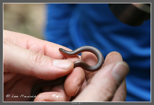 Eastern Worm Snake by leeinhisroom