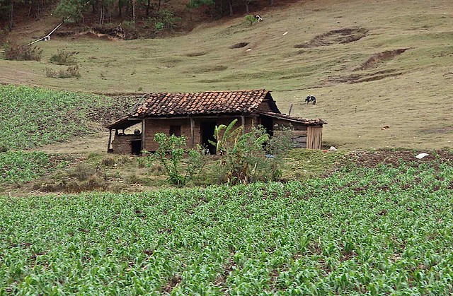 Casa y cultivo de maíz - Home and corn field; Quiché, Guatemala