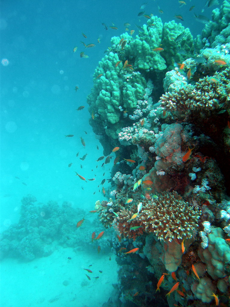 Домашний риф Капалай (Kapalai House Reef)
