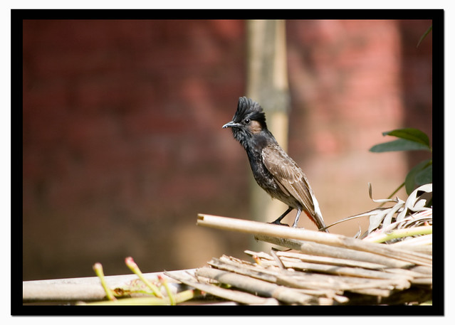 Red-vented Bulbul - {Pycnonotus cafer}