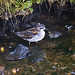 Flickr photo 'Hot water sandpiper' by: quinet.