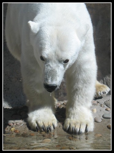 King of the Arctic: The Polar Bear - Zoo Denver, Colorado, USA by Batikart