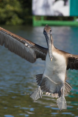 Coming In | by Greg Brandsgard