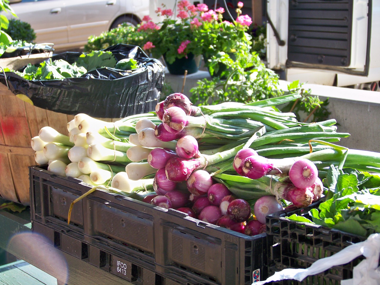 Greens with White and Red Spring onions