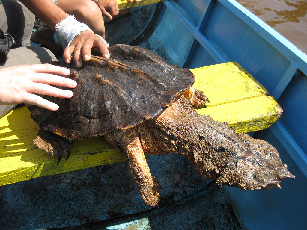 Mata mata turtle