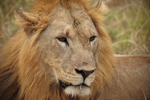 tanzania lion tarangire tza madege