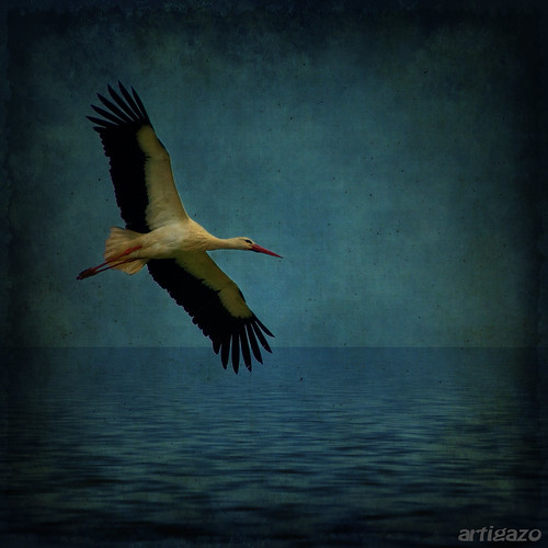 Texturized stork by Artigazo 