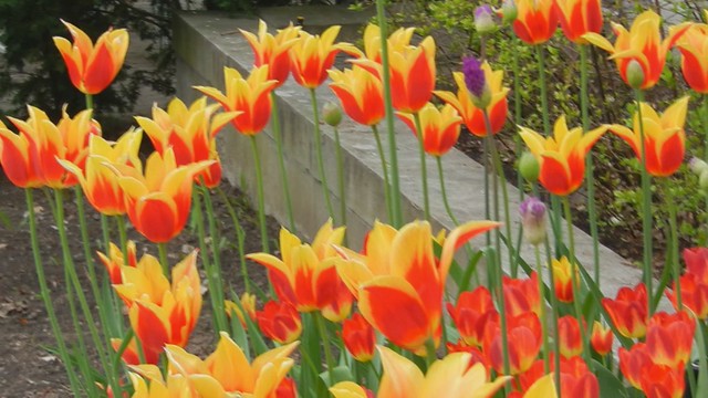 Tulips VIDEO Nikon S9100, Montreal, May 2011