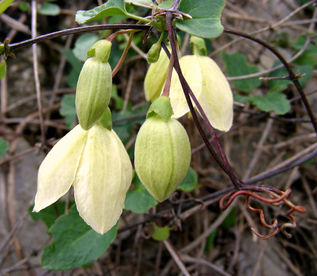 Clematide cirrosa | Clematis cirrhosa Alcuni nomi in dialett… | Flickr