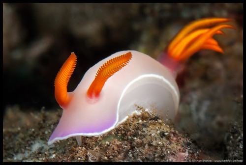 bali diving 2008 fins unterwasser nudibranchia hypselodorisbullockii chromodorididae taxonomy:order=nudibranchia orcadivers sternschnecken nacktkiemer taxonomy:family=chromodorididae taxonomy:binominal=hypselodorisbullockii