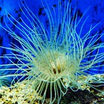 Sea anemone 海葵