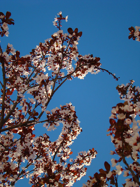 Prunus cerasifera  'Krauter Vesuvius'    - Ornamental plum