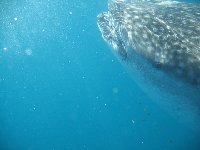 Závora - Whale shark