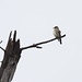 Flickr photo 'Olive-sided Flycatcher (Contopus cooperi)' by: Dominic Sherony.