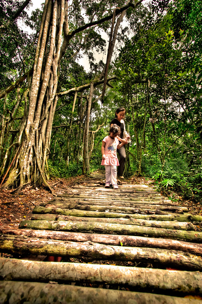 A Walk Through the Jungle - a photo on Flickriver