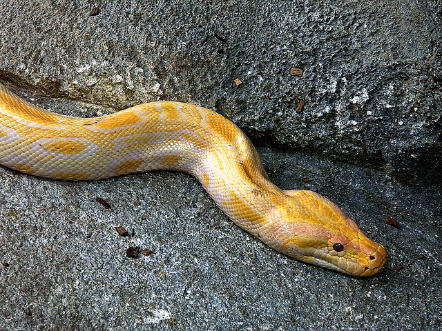 Serpent albinos / Yellow snake