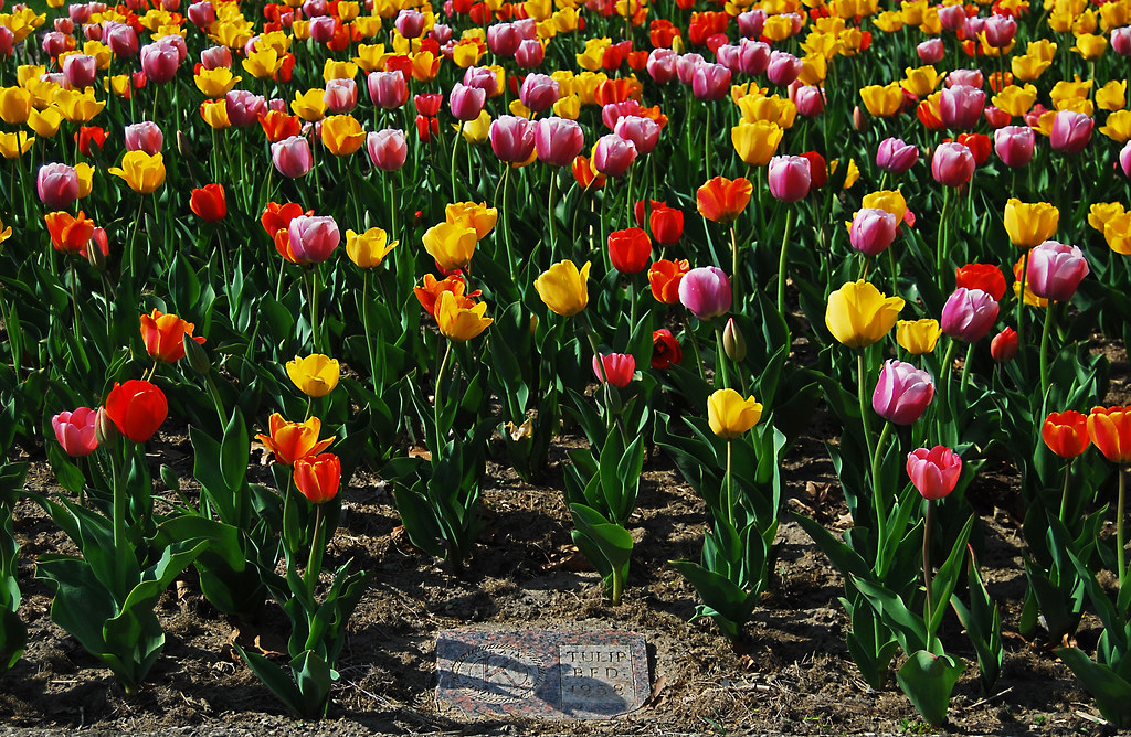 New Lakeview Park tulip garden | The newest attraction at Lo… | Flickr