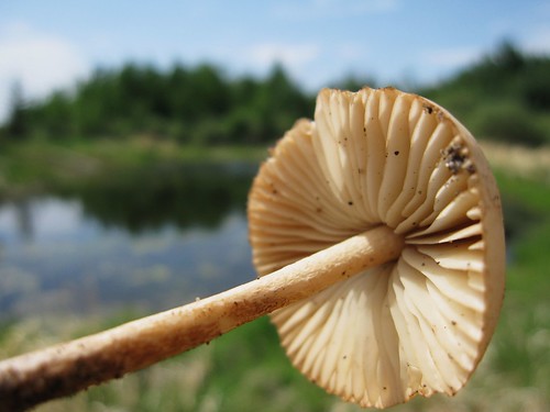 Mushroom magic by peggyhr