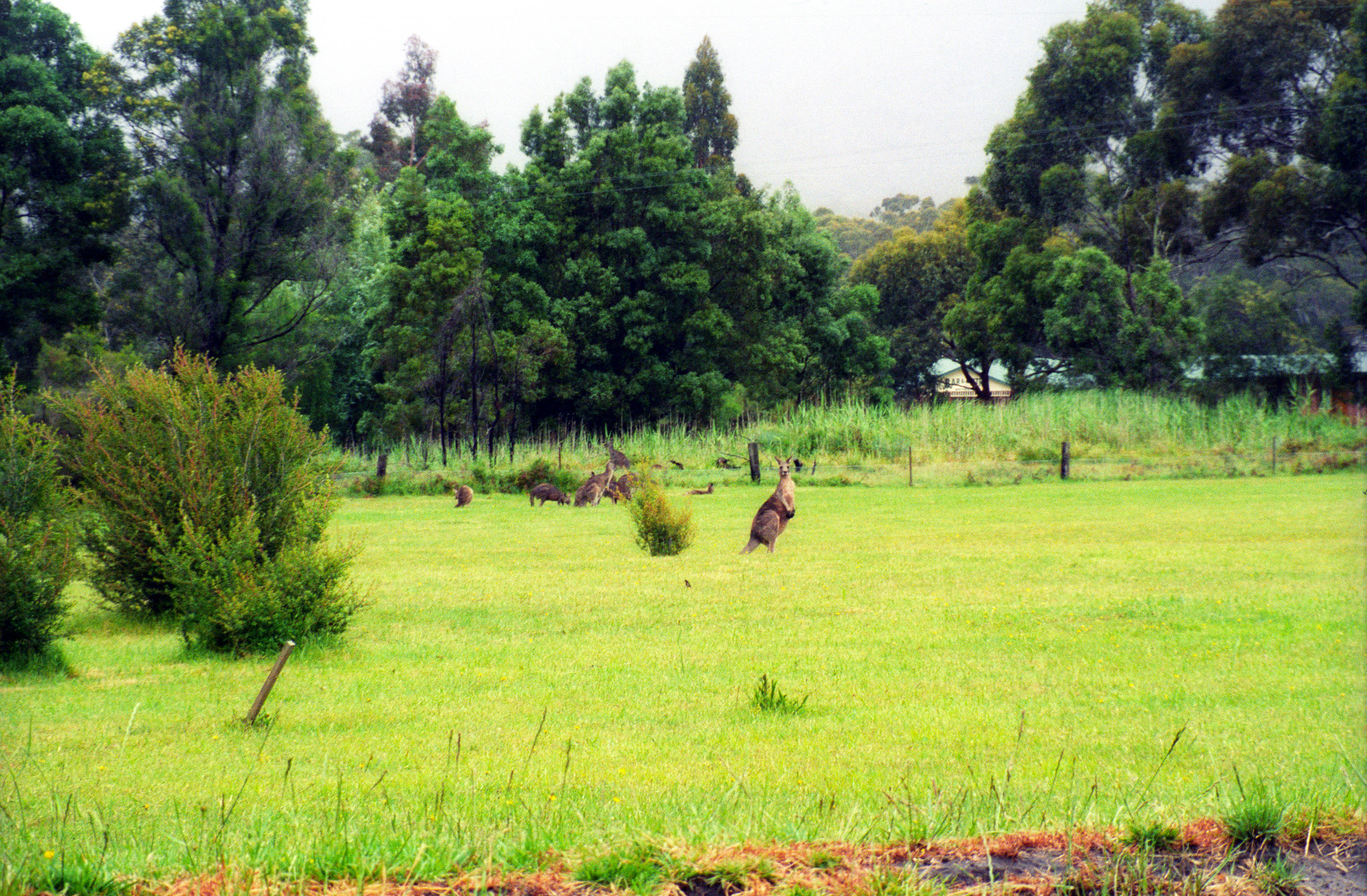 Kangaroos!