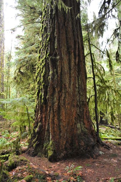 Old Growth Trees, Cathedral Grove - MacMillan Provincial Park, Vancouver Island, British Columbia.