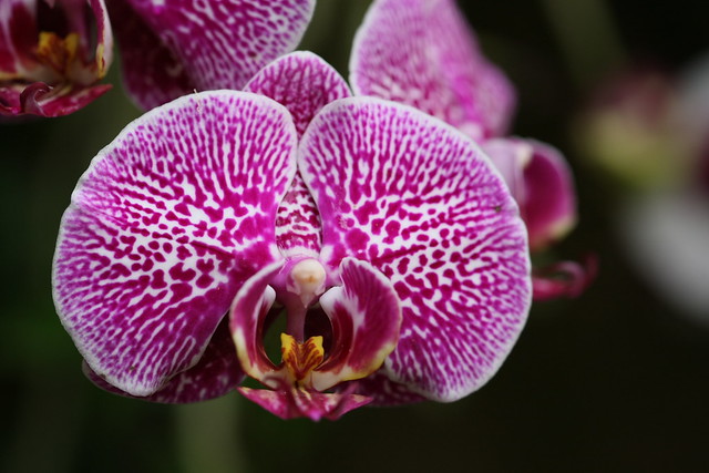 phaleanopsis...or moth orchid