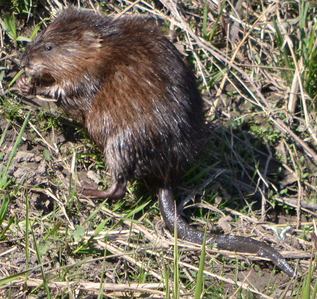 Muskrat climbing out of the river to eat spring greens 5